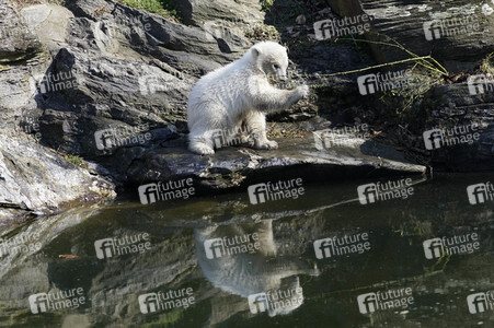 Eisbär-Taufe im Tierpark Berlin