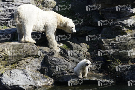 Eisbär-Taufe im Tierpark Berlin