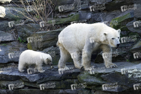 Eisbär-Taufe im Tierpark Berlin