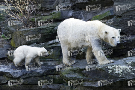 Eisbär-Taufe im Tierpark Berlin