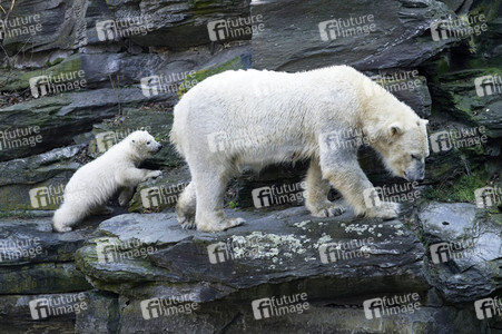Eisbär-Taufe im Tierpark Berlin