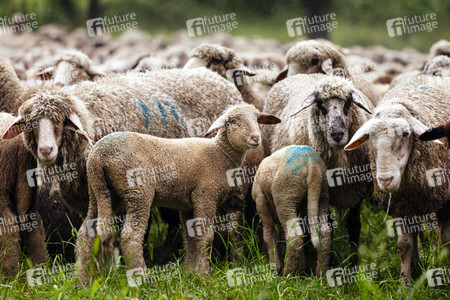 Symbolfoto Herdentrieb