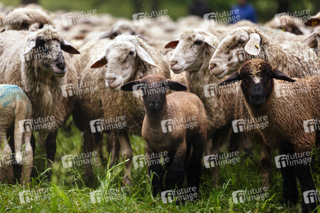 Symbolfoto Herdentrieb