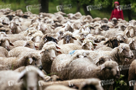 Symbolfoto Herdentrieb