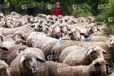 Symbolfoto Herdentrieb