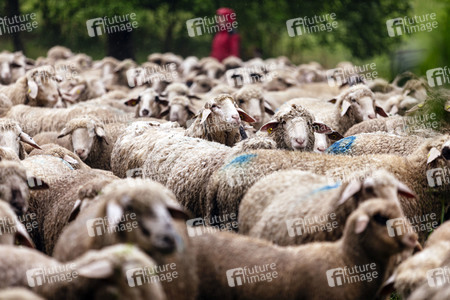 Symbolfoto Herdentrieb