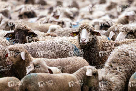 Symbolfoto Herdentrieb