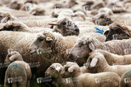 Symbolfoto Herdentrieb