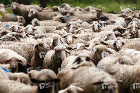 Symbolfoto Herdentrieb