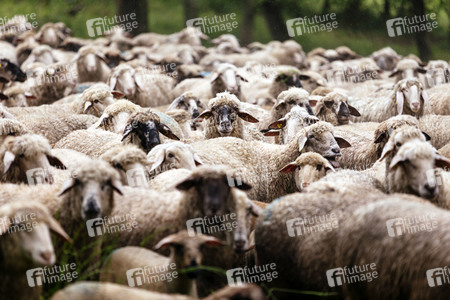 Symbolfoto Herdentrieb