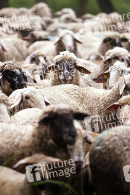 Symbolfoto Herdentrieb