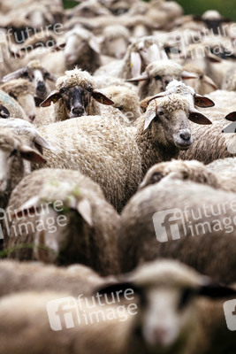 Symbolfoto Herdentrieb