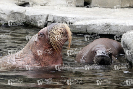 Walross Polosa mit ihrem Nachwuchs in Hamburg