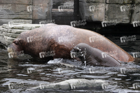 Walross Polosa mit ihrem Nachwuchs in Hamburg