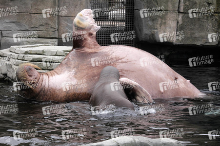 Walross Polosa mit ihrem Nachwuchs in Hamburg