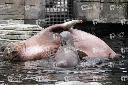 Walross Polosa mit ihrem Nachwuchs in Hamburg