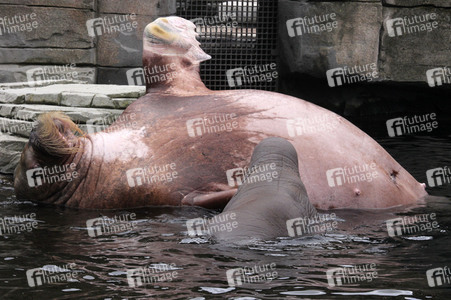 Walross Polosa mit ihrem Nachwuchs in Hamburg