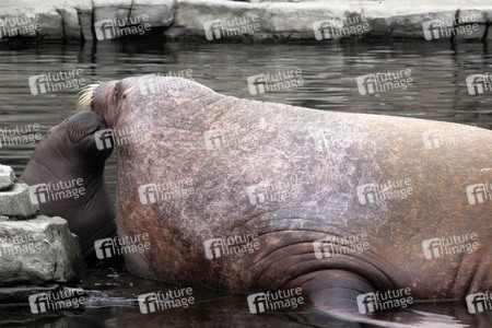 Walross Polosa mit ihrem Nachwuchs in Hamburg