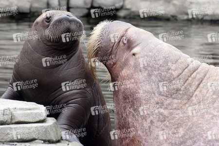 Walross Polosa mit ihrem Nachwuchs in Hamburg