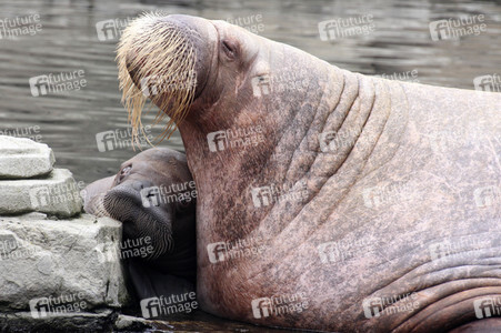 Walross Polosa mit ihrem Nachwuchs in Hamburg