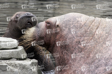 Walross Polosa mit ihrem Nachwuchs in Hamburg