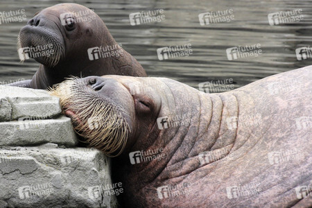 Walross Polosa mit ihrem Nachwuchs in Hamburg
