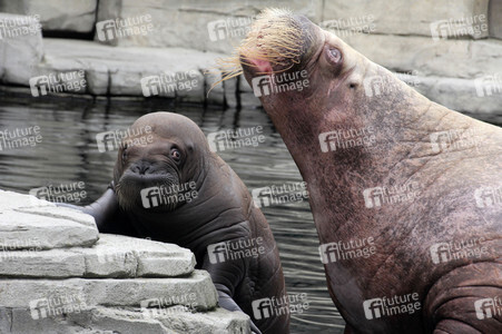 Walross Polosa mit ihrem Nachwuchs in Hamburg