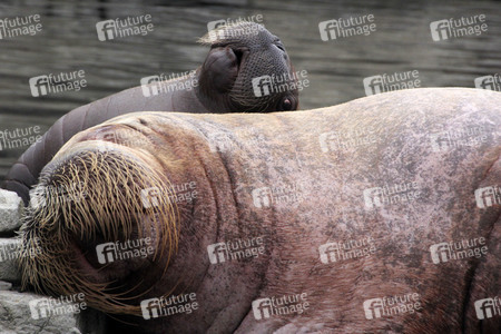 Walross Polosa mit ihrem Nachwuchs in Hamburg