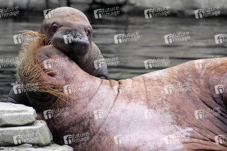 Walross Polosa mit ihrem Nachwuchs in Hamburg