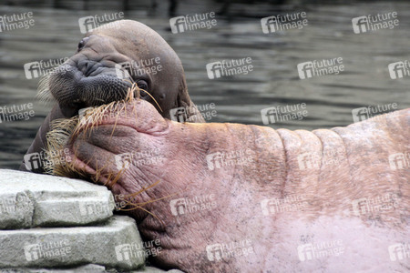 Walross Polosa mit ihrem Nachwuchs in Hamburg