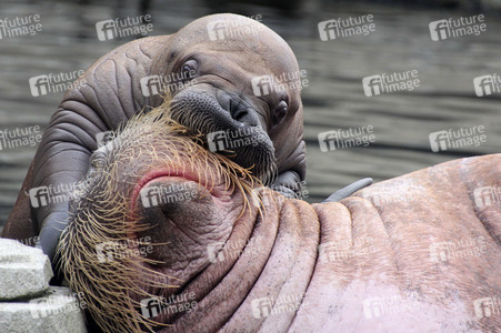 Walross Polosa mit ihrem Nachwuchs in Hamburg