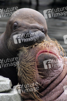 Walross Polosa mit ihrem Nachwuchs in Hamburg