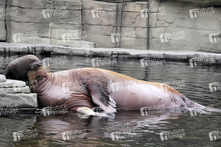Walross Polosa mit ihrem Nachwuchs in Hamburg