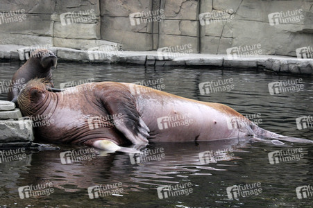 Walross Polosa mit ihrem Nachwuchs in Hamburg