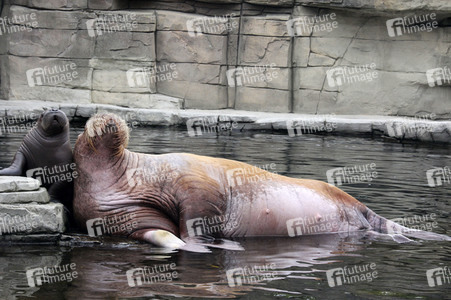 Walross Polosa mit ihrem Nachwuchs in Hamburg