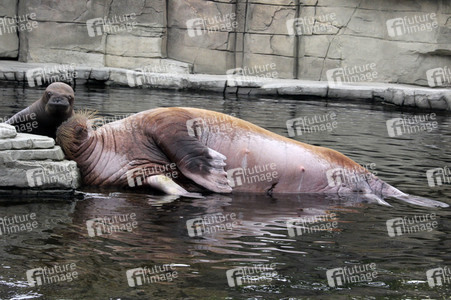 Walross Polosa mit ihrem Nachwuchs in Hamburg