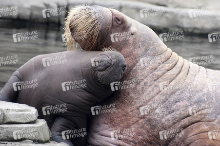 Walross Polosa mit ihrem Nachwuchs in Hamburg