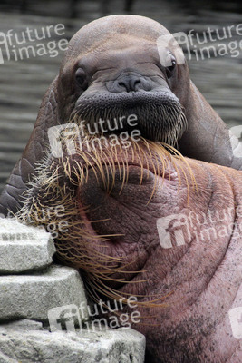Walross Polosa mit ihrem Nachwuchs in Hamburg