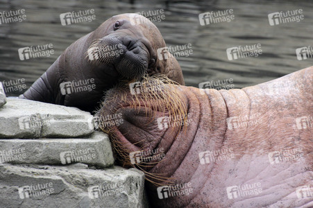 Walross Polosa mit ihrem Nachwuchs in Hamburg