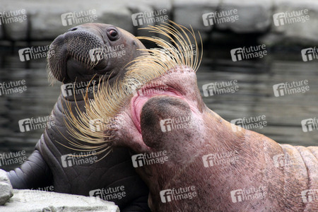 Walross Polosa mit ihrem Nachwuchs in Hamburg