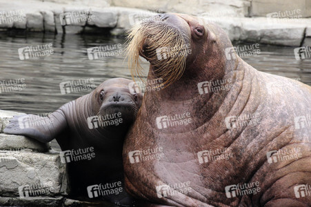Walross Polosa mit ihrem Nachwuchs in Hamburg