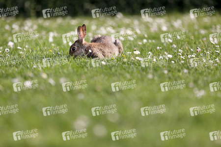 Symbolfoto Kaninchenplage