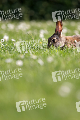 Symbolfoto Kaninchenplage