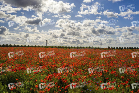 Mohnfelder am Kronsberg in Hannover