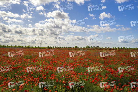 Mohnfelder am Kronsberg in Hannover