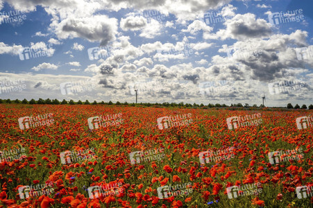Mohnfelder am Kronsberg in Hannover