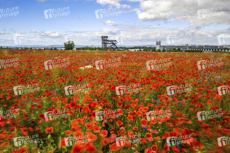 Mohnfelder am Kronsberg in Hannover