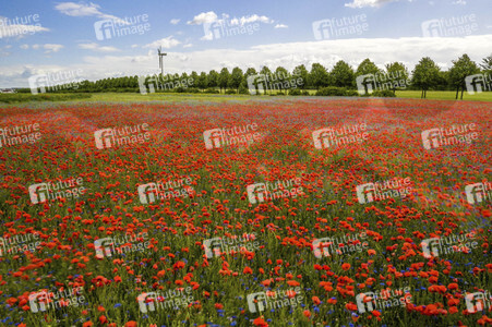 Mohnfelder am Kronsberg in Hannover