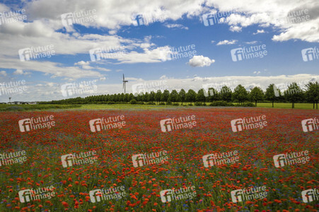 Mohnfelder am Kronsberg in Hannover