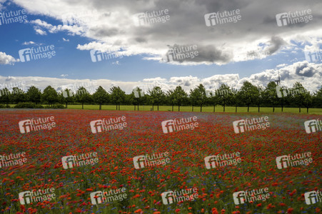 Mohnfelder am Kronsberg in Hannover